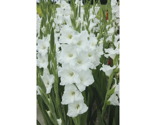Vit gladiolus i en trädgårdsbädd