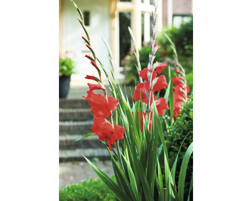Gladiolus med röda blommor i trädgården