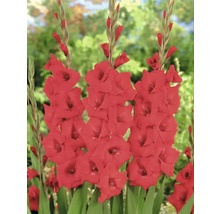 Tre röda gladioler i en trädgårdsbädd