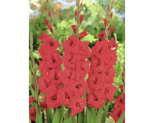 Tre röda gladioler i en trädgårdsbädd
