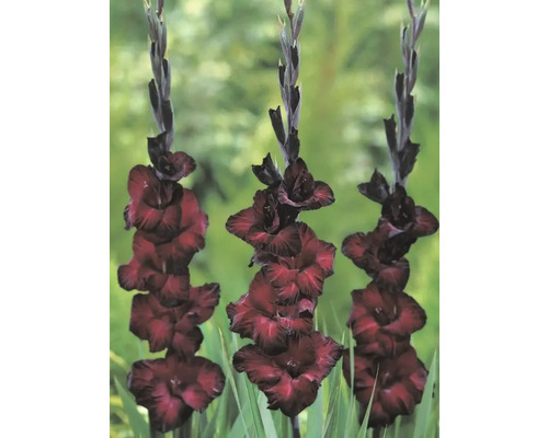 Tre gladioler i en rabatt med slående blomställningar.