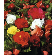 Begoniarabatt med röda, gula och vita blommor