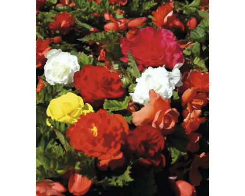 Begoniarabatt med röda, gula och vita blommor