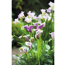 Närbild av lila kallor och vita fresior i trädgården.