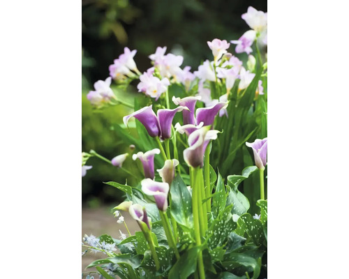 Närbild av lila kallor och vita fresior i trädgården.