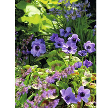 Närbild av blommande anemoner i trädgården