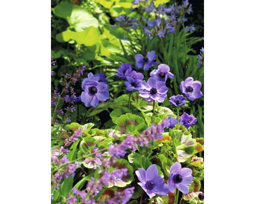 Närbild av blommande anemoner i trädgården