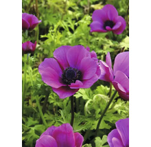 Närbild av lila anemonblommor i trädgården