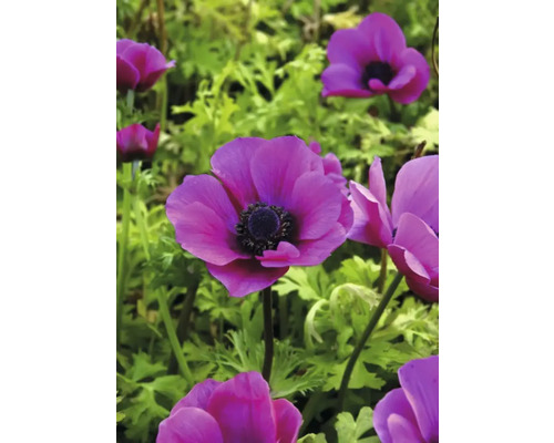 Närbild av lila anemonblommor i trädgården