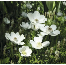Närbild av anemonblommor i trädgården