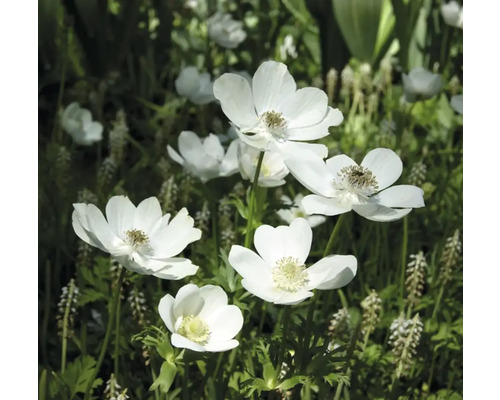 Närbild av anemonblommor i trädgården