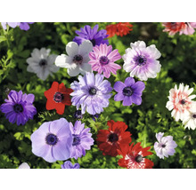Närbild av anemonblommor i olika färger i trädgården.