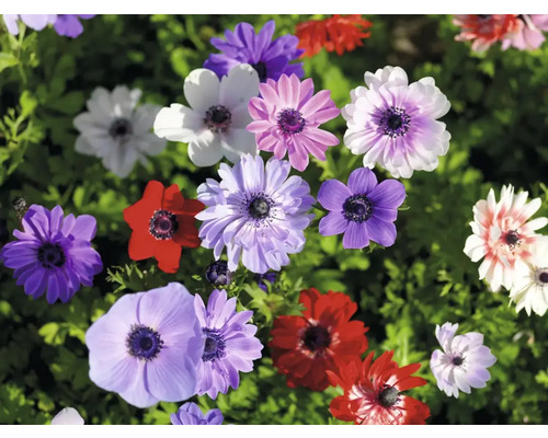 Närbild av anemonblommor i olika färger i trädgården.