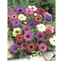 Mångfärgade anemonblommor i en rabatt