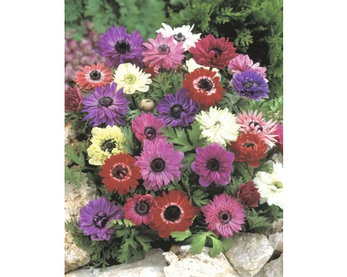 Mångfärgade anemonblommor i en rabatt