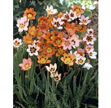 Sparaxis-blommor i orange, rosa och vitt med gula och svarta accenter.