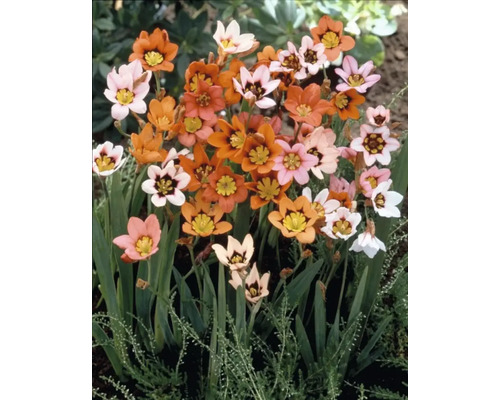 Sparaxis-blommor i orange, rosa och vitt med gula och svarta accenter.