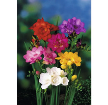 Flerfärgade fresiablommor med gröna stjälkar