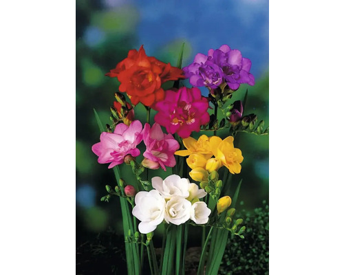 Flerfärgade fresiablommor med gröna stjälkar