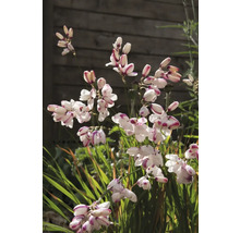 Blomställning av montbretia i trädgårdsrabatt