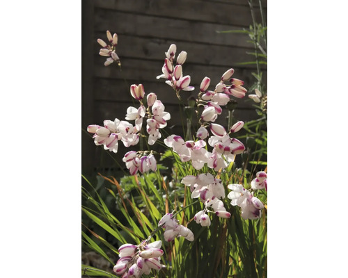 Blomställning av montbretia i trädgårdsrabatt