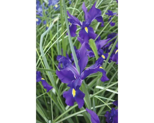 Närbild av blommande iris i trädgården