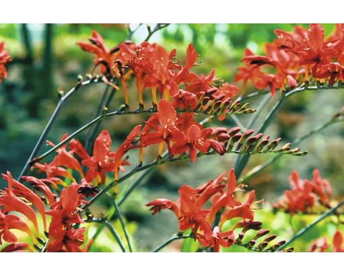 Närbild av Crocosmia blommor