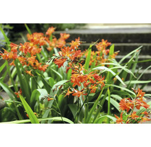 Montbretia med gröna blad i trädgården