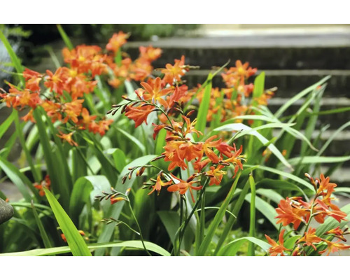 Montbretia med gröna blad i trädgården