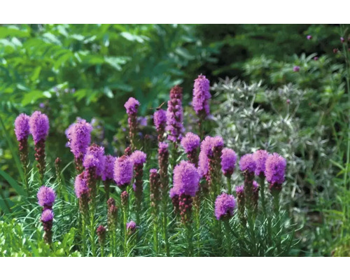 Blommande axveronika i trädgården