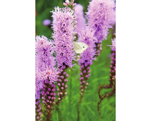Blommande Liatris med fjäril