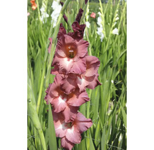Närbild av en gladiolus i trädgården