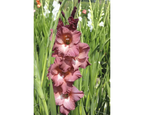 Närbild av en gladiolus i trädgården