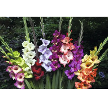 Flerfärgade gladiolusarrangemang i trädgården.