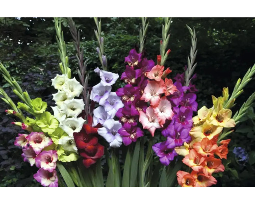 Flerfärgade gladiolusarrangemang i trädgården.
