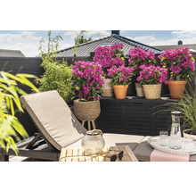 Terrass med solstol, växter i krukor och förvaringslåda