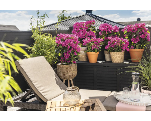 Terrass med solstol, växter i krukor och förvaringslåda