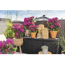 Dekorativ balkong med bougainvillea i krukor, bambu och lyktor på en förvaringslåda