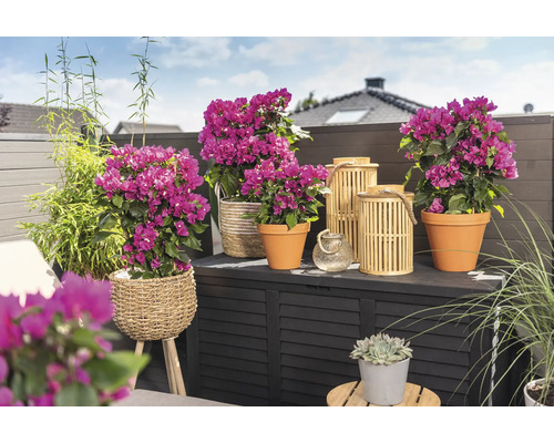 Dekorativ balkong med bougainvillea i krukor, bambu och lyktor på en förvaringslåda