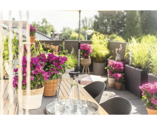 Dekorerad terrass med bord, stolar, blommor och drycker