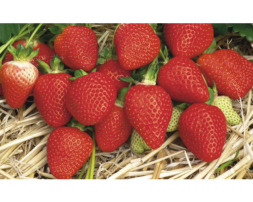 Närbild av jordgubbar på halm