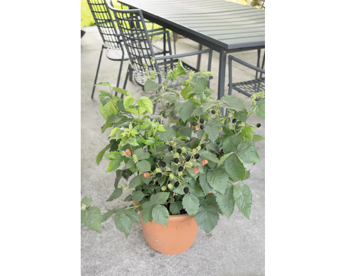 Björnbärsplanta i kruka med mogna och omogna frukter