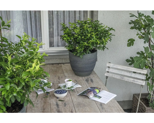 Trädgårdsscen med träbord, planterade krukor, tidning och skål med blåbär