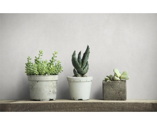 Tre suckulenter i krukor på en hylla