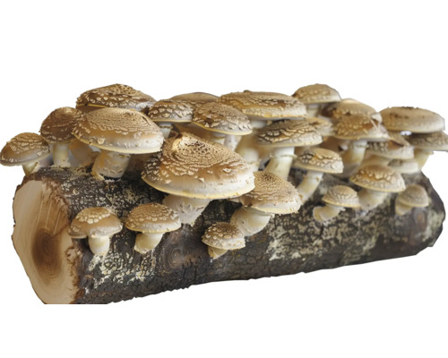 Svampodlingsset på en trädstam