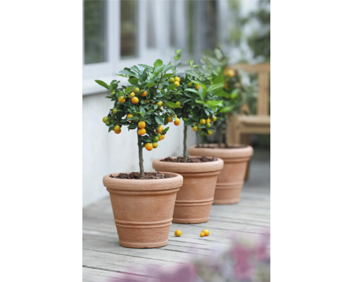 Tre kumquatplantor i terrakottakrukor på en träterrass