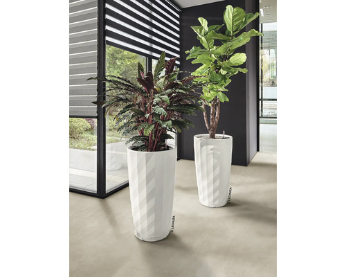 Två krukväxter i vita krukor inomhus