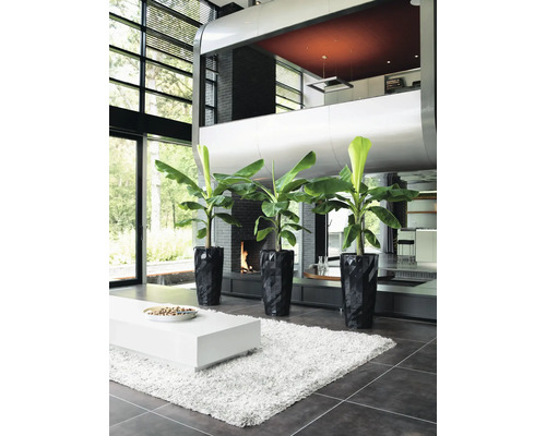 Ljust, rymligt vardagsrum med tre bananplantor i svarta planteringskärl.