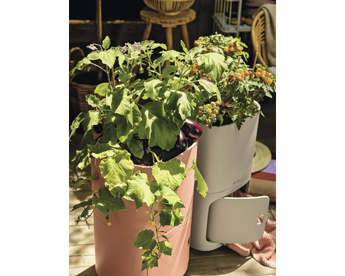 Höjda trädgårdsbäddar med växande grönsaker som tomater, auberginer och gurkor