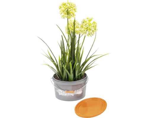 Konstväxt allium i kruka